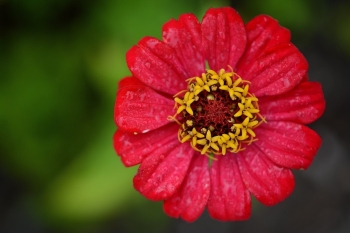 Tử vi thứ Tư ngày 28/8/2019 của 12 cung hoàng đạo