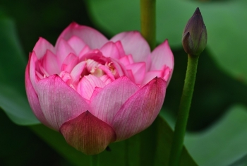 Tử vi ngày 29/4/2023 của 12 cung hoàng đạo: Cự Giải nhạy cảm, Song Ngư mơ mộng