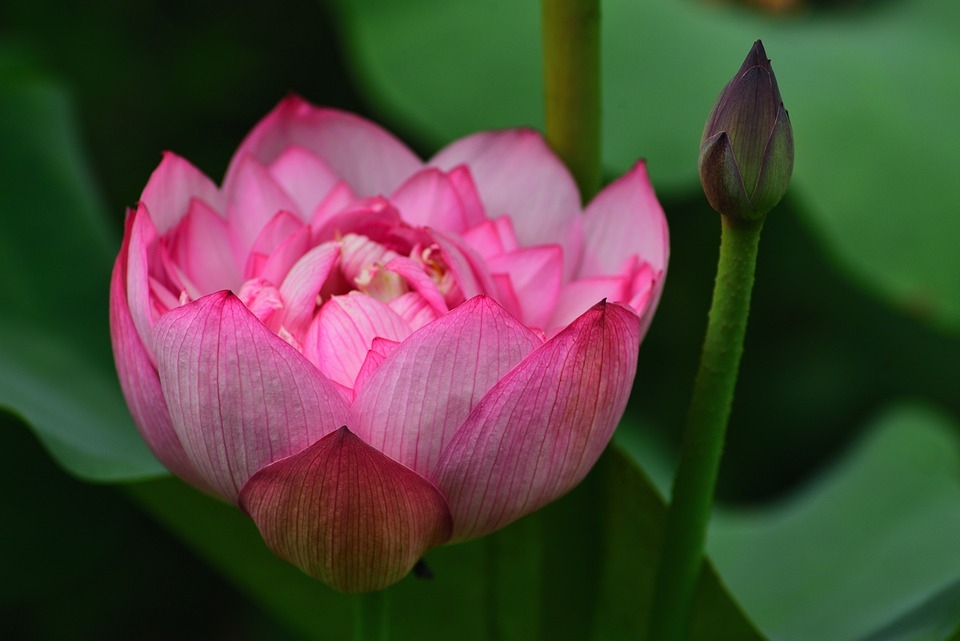 Tử vi ngày 29/4/2023 của 12 cung hoàng đạo: Cự Giải nhạy cảm, Song Ngư mơ mộng