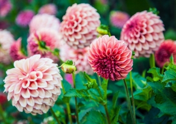 Tử vi thứ Hai ngày 2/9/2019 của 12 cung hoàng đạo