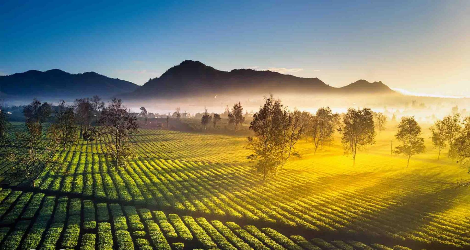 Bãng lãng sắc thu Tây Nguyên