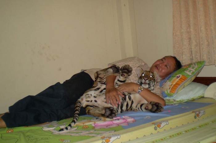 tai sao lai bi ho vo