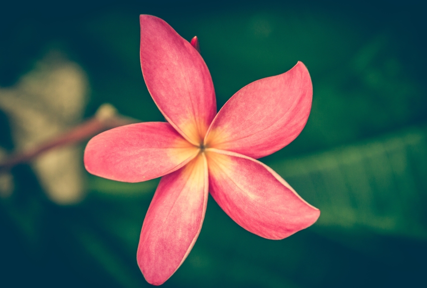 tu vi chu nhat ngay 892019 cua 12 cung hoang dao