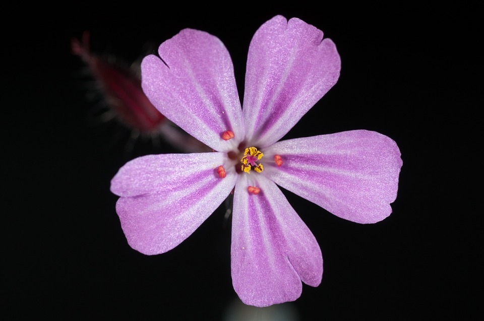 tu vi chu nhat ngay 892019 cua 12 cung hoang dao