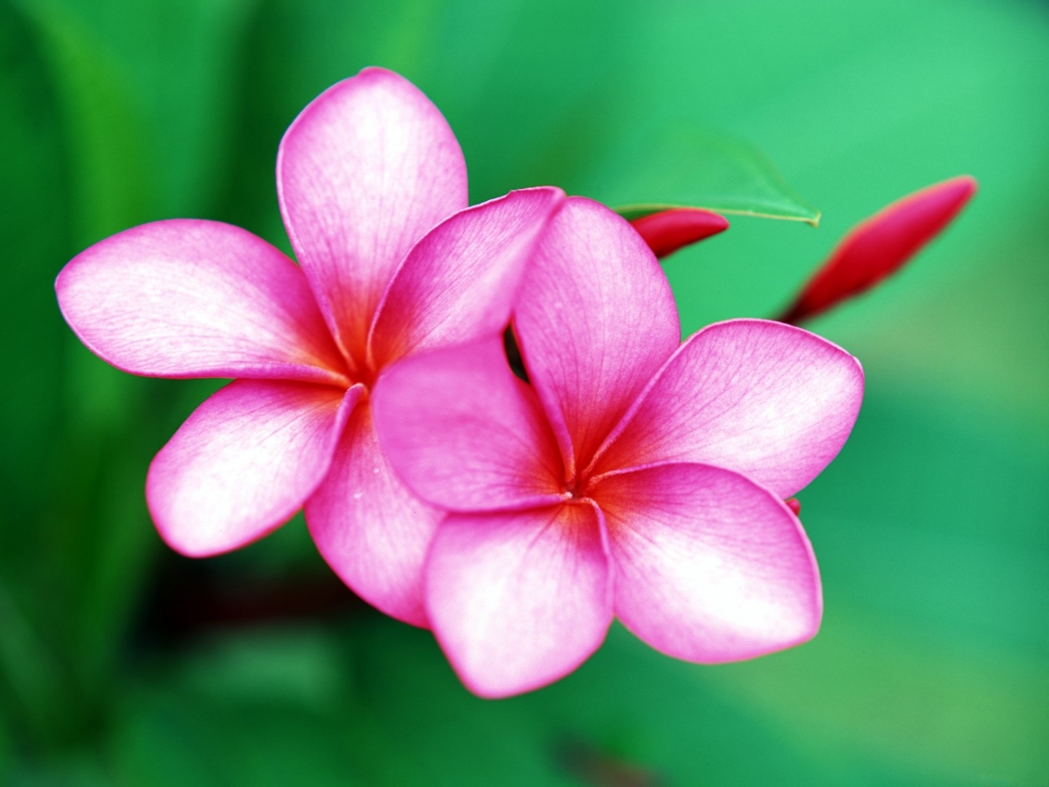 tu vi thu hai ngay 992019 cua 12 cung hoang dao