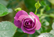 tu vi chu nhat ngay 1592019 cua 12 cung hoang dao