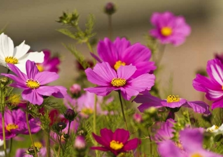 Tử vi ngày 21/8/2023 của 12 cung hoàng đạo: Song Tử mệt mỏi, Ma Kết may mắn