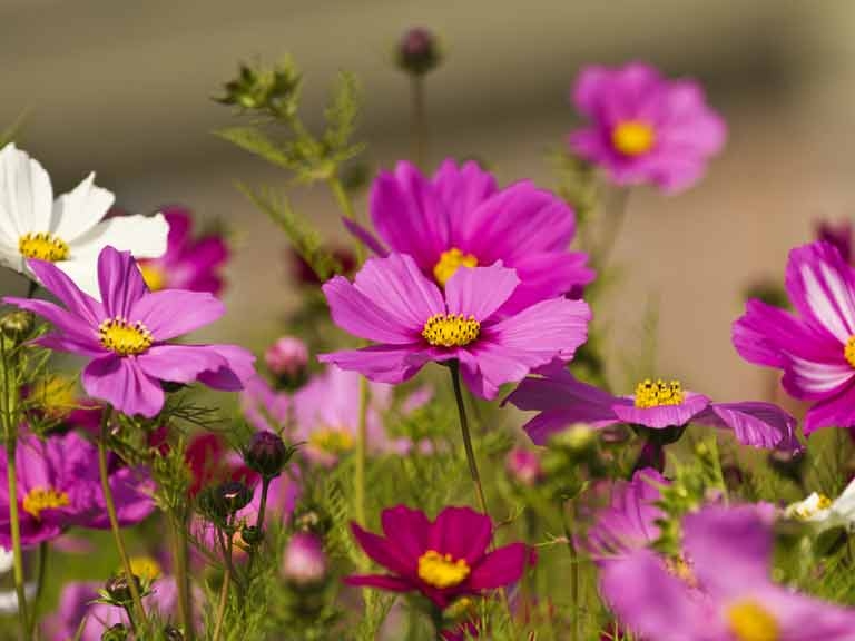 Tử vi ngày 21/8/2023 của 12 cung hoàng đạo: Song Tử mệt mỏi, Ma Kết may mắn Tử vi ngày 21/8/2023 của 12 cung hoàng đạo: Song Tử mệt mỏi, Ma Kết may mắn