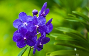 Tử vi Chủ nhật ngày 18/10/2020 của 12 cung hoàng đạo
