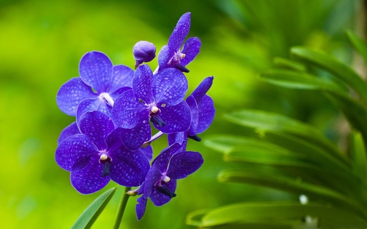 Tử vi ngày 11/1/2023 của 12 cung hoàng đạo: Bạch Dương mạnh mẽ, Sư Tử bồn chồn