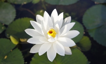 Tử vi thứ Tư ngày 25/9/2019 của 12 cung hoàng đạo