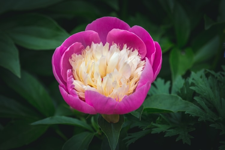 tu vi thu tu ngay 2592019 cua 12 cung hoang dao