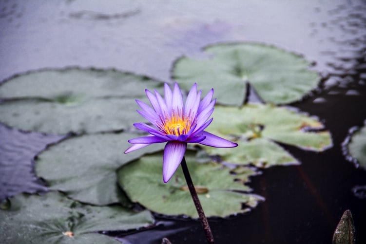 tu vi thu tu ngay 2592019 cua 12 cung hoang dao