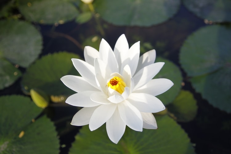 tu vi thu tu ngay 2592019 cua 12 cung hoang dao