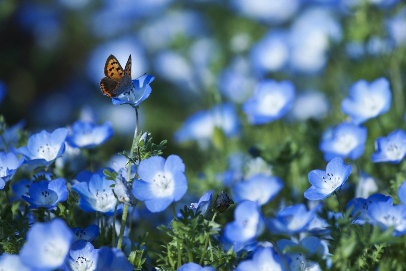 Tử vi ngày 24/5/2021 của 12 cung hoàng đạo: Song Tử nhanh trí