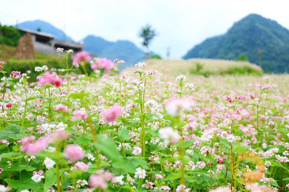 Hà Giang: Thạch Sơn Thần - Điểm ngắm hoa lý tưởng mùa tam giác mạch