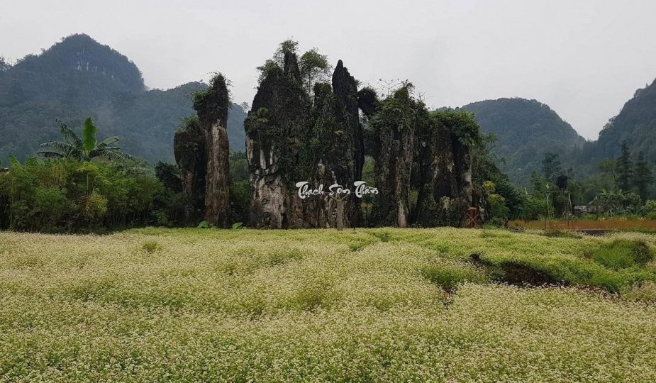 Hà Giang: Thạch Sơn Thần - Điểm ngắm hoa lý tưởng mùa tam giác mạch