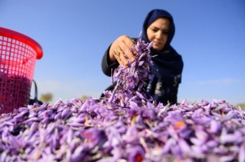 Nữ chủ nhân "kho vàng đỏ" của Afghanistan thách thức Taliban