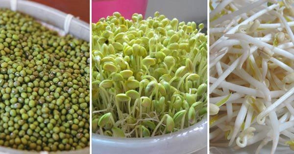 Những thực phẩm mọc mầm nhưng lại rất bổ dưỡng