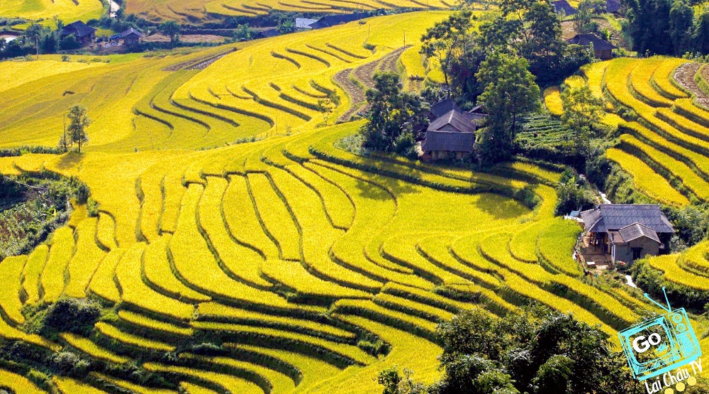 Các điểm “săn mùa vàng” đẹp nhất Lai Châu tháng 9