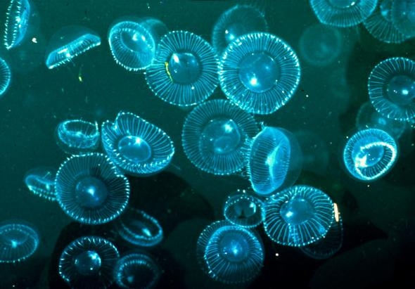 Kỳ ảo bãi biển phát sáng ở Maldives