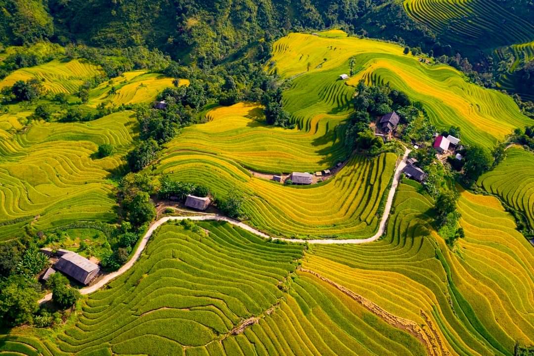 Du khách thích thú trải nghiệm mùa lúa vàng Lào Cai