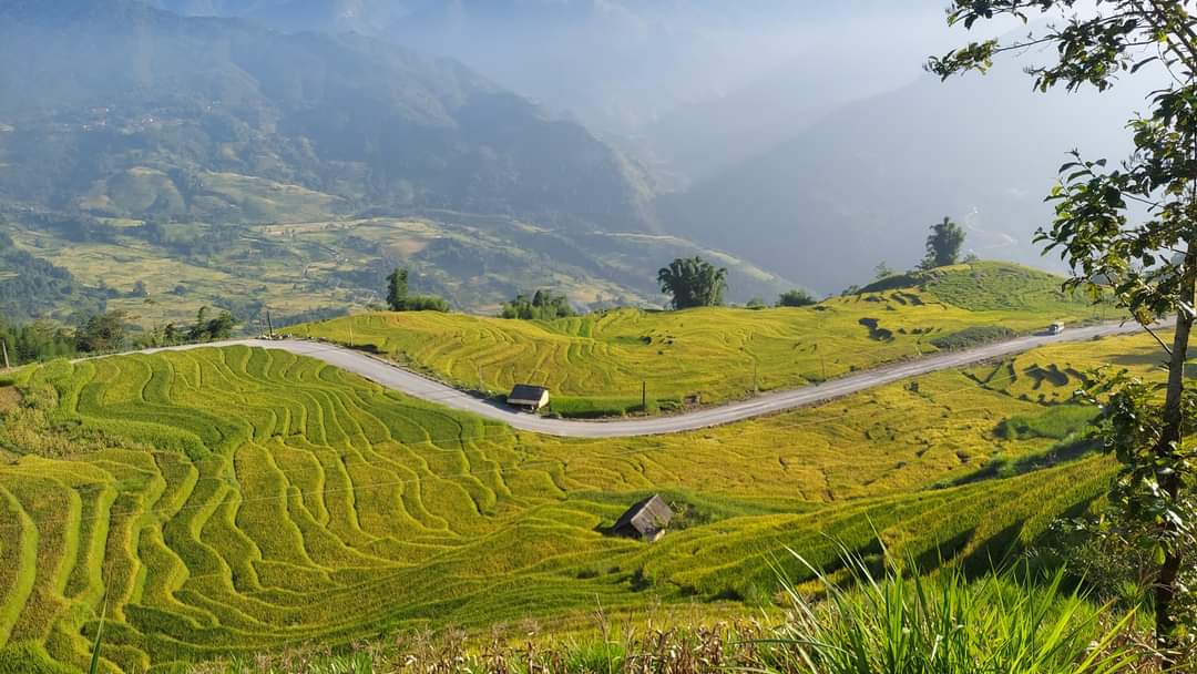 Du khách thích thú trải nghiệm mùa lúa vàng Lào Cai