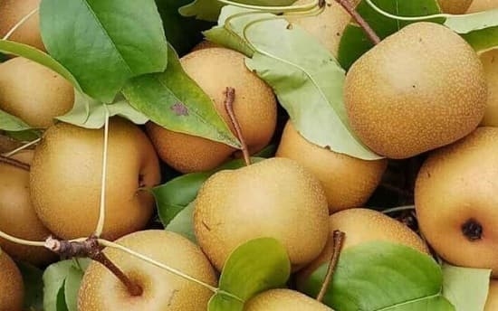 Quả Mắc cọp - Đặc sản vùng cao Sìn Hồ (Lai Châu)