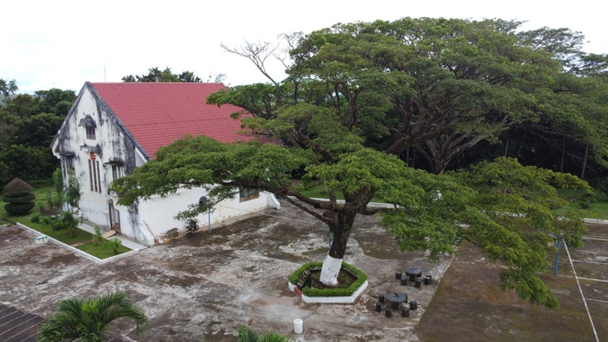 Cây me tây người Pháp trồng tặng vua Bảo Đại là Cây di sản Việt Nam - 2