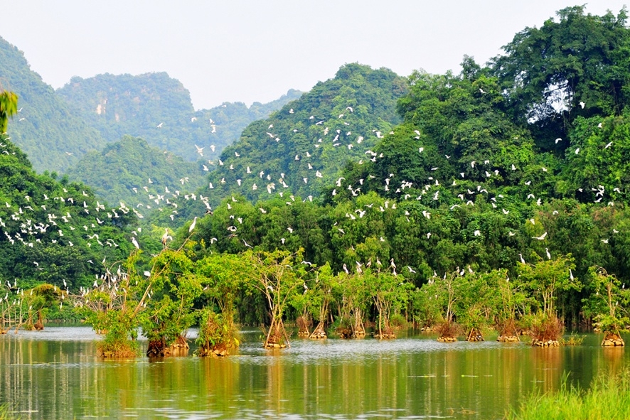 Vườn chim Thung Nham: Vẻ đẹp non nước hữu tình