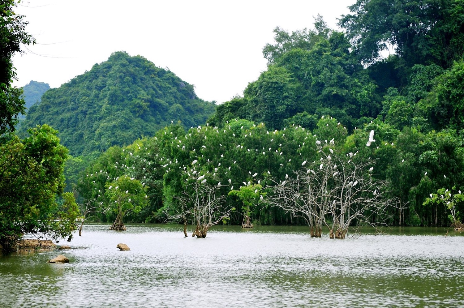 Vườn chim Thung Nham: Vẻ đẹp non nước hữu tình