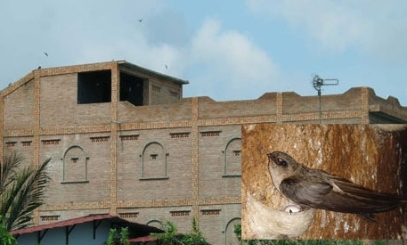 Đánh đu cùng phận yến (Kỳ II)