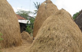 Sản xuất xăng sinh học và biogas từ rơm rạ