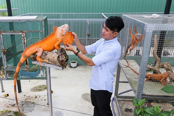 nguoi dan ong nuoi hang tram con rong nam my o sai gon