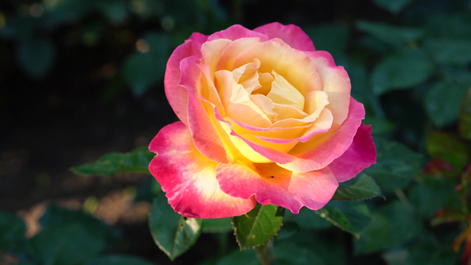 tu vi thu nam ngay 3102019 cua 12 cung hoang dao