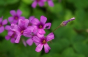 tu vi chu nhat ngay 6102019 cua 12 cung hoang dao