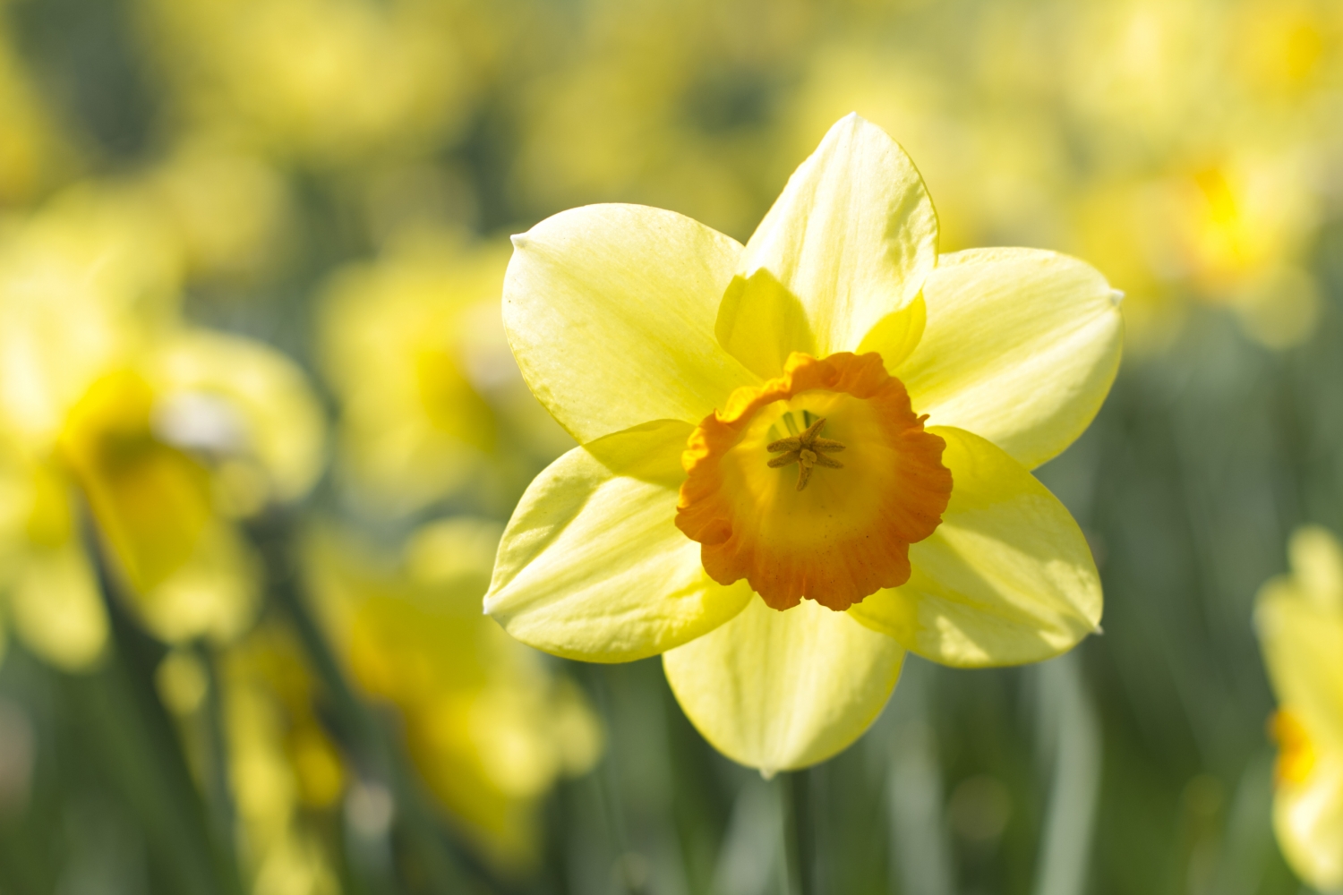 Tử vi 12 cung hoàng đạo tuần từ 26/7 - 1/8: Nhân Mã đừng ngại thử thách