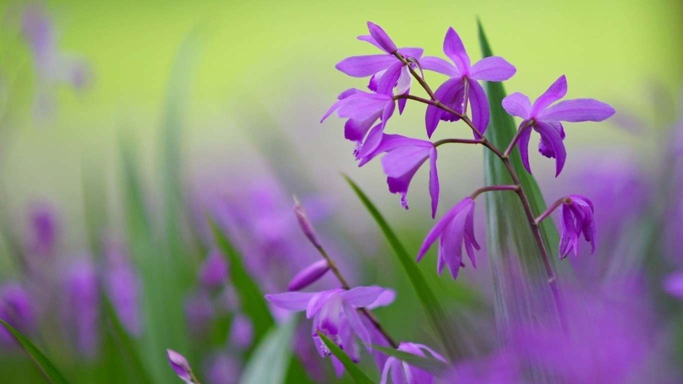 tu vi chu nhat ngay 6102019 cua 12 cung hoang dao
