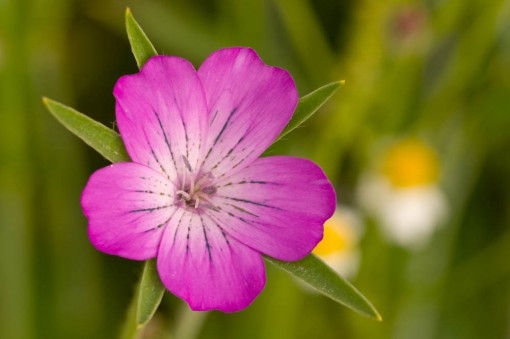 Tử vi 12 cung hoàng đạo ngày 28/7/2021: Sư Tử không nên tự mãn