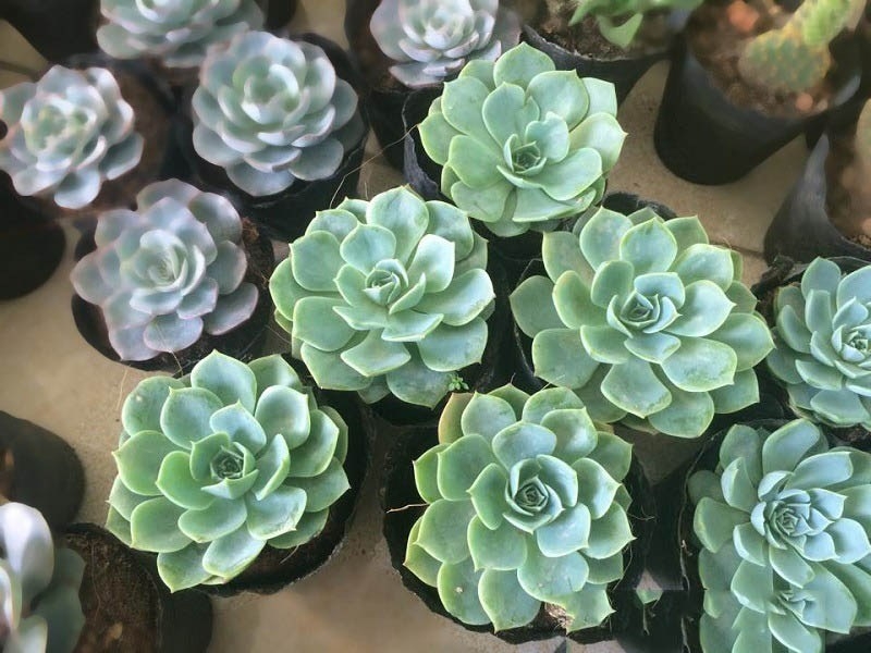 Tử vi ngày 14/3/2021 của 12 cung hoàng đạo: Thiên Bình buồn vì chuyện tình cảm