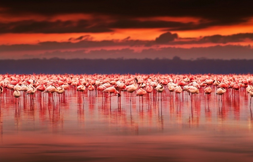 Đàn chim hồng hạc thả mình trong ánh chiều tà tại Vườn quốc gia Nakuru, Kenya. (Nguồn: TravelUpdate)