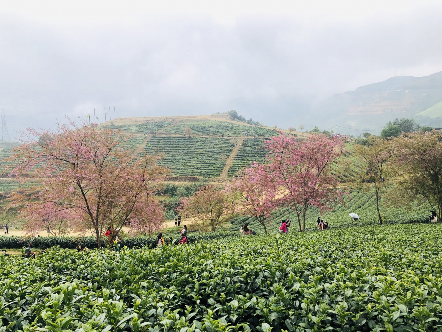 ''Mùa vàng'' du lịch Đông - Tây Bắc ''Mùa vàng'' du lịch Đông - Tây Bắc