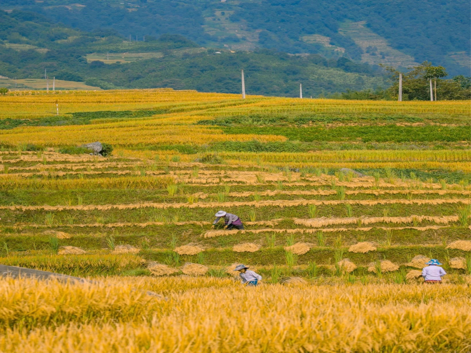 Lào Cai: Thung lũng ruộng bậc thang Thề Pả mùa lúa chín