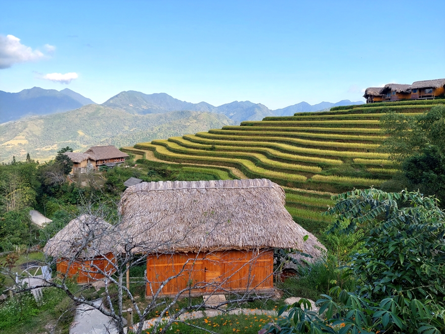 Mùa lúa chín ở Làng Văn hóa du lịch cộng đồng Nậm Hồng, xã Thông Nguyên (Hoàng Su Phì)