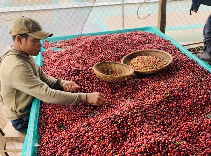 Những quả cà phê chín đỏ làm nên thương hiệu cà phê Buôn Ma Thuột.