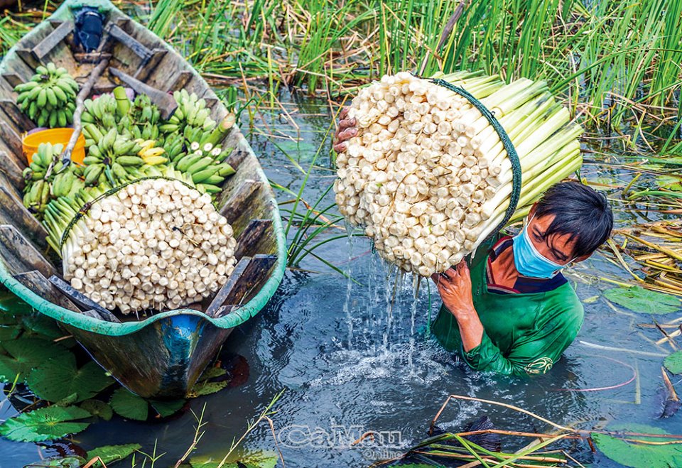 Về Khánh An thu hoạch bồn bồn Về Khánh An thu hoạch bồn bồn