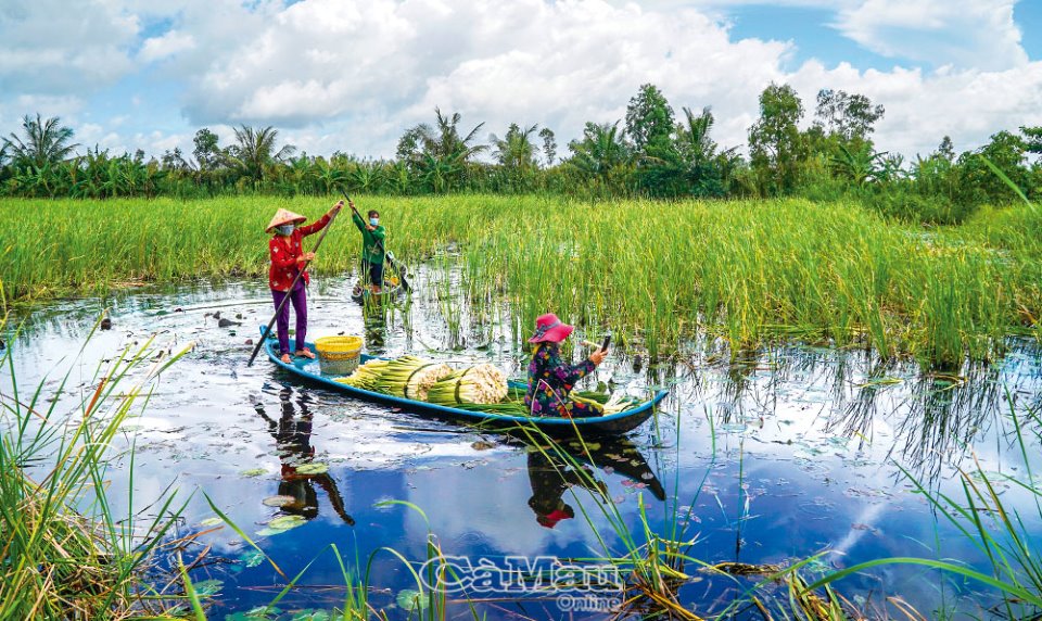 Về Khánh An thu hoạch bồn bồn Về Khánh An thu hoạch bồn bồn