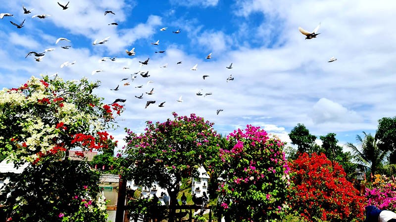 Về An Giang khám phá rừng Tràm Trà Sư