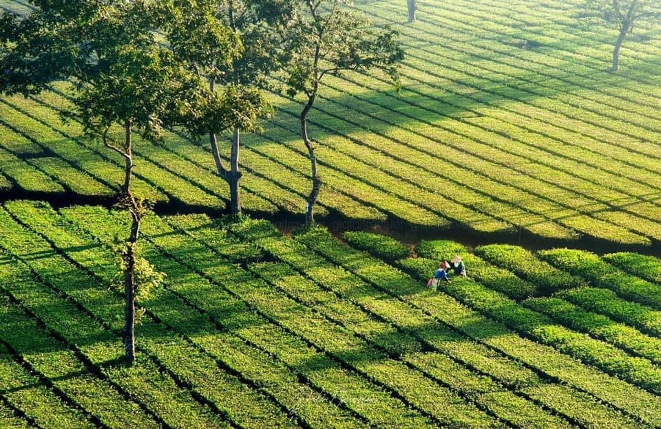 Chìm đắm trong vẻ đẹp mộng mơ ở Biển Hồ chè