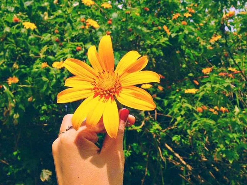 Chìm đắm trong vẻ đẹp mộng mơ ở Biển Hồ chè